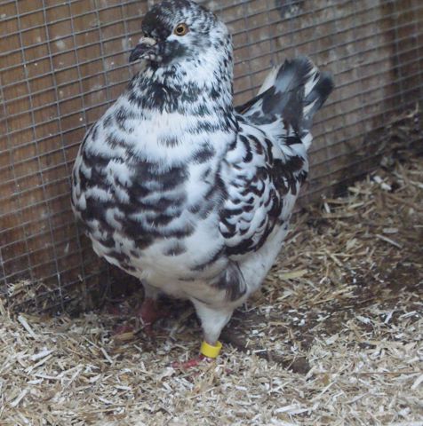 King Pigeons